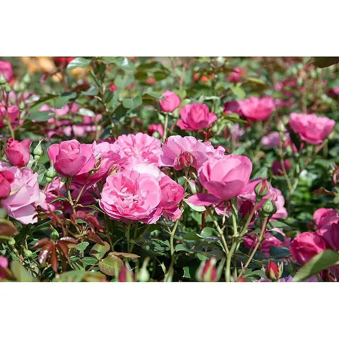 Pflanzen für dich Edelrose 5-7,5 Liter - Rosa 'Play Rose', Rosa - Leuchtend pinke Rosen in voller Blüte und Knospen, vor einem unscharfen Gartenhintergrund.