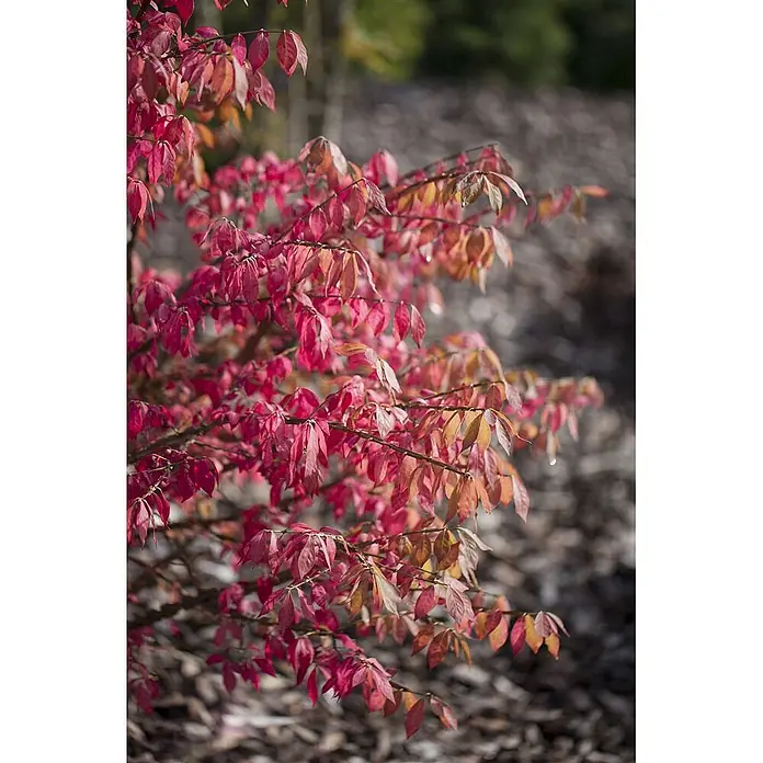 Pflanzen für dich Korkflügelstrauch 40-60 cm - Euonymus alatus, Aktuelle Wuchshöhe: 40 cm - 60 cm - Nahaufnahme eines Busches mit leuchtend roten und orangefarbenen Herbstblättern.