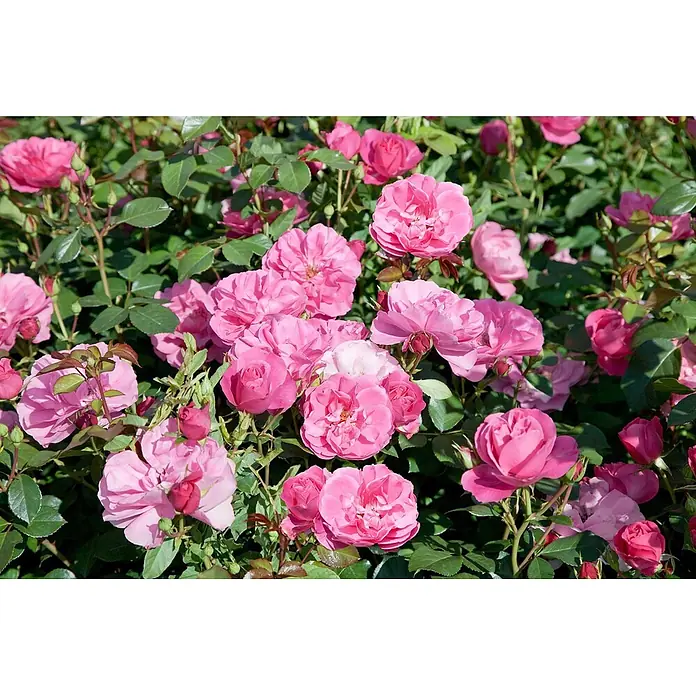 Pflanzen für dich Edelrose 5-7,5 Liter - Rosa 'Play Rose', Rosa - Lebhafte rosa Rosen blühen an einem Strauch und zeigen ihre zarten Blütenblätter und üppiges grünes Laub.