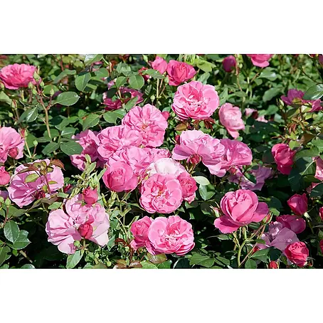 Pflanzen für dich  Edelrose 5-7,5 Liter