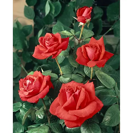 Pflanzen für dich  Edelrose 3-5 Liter
