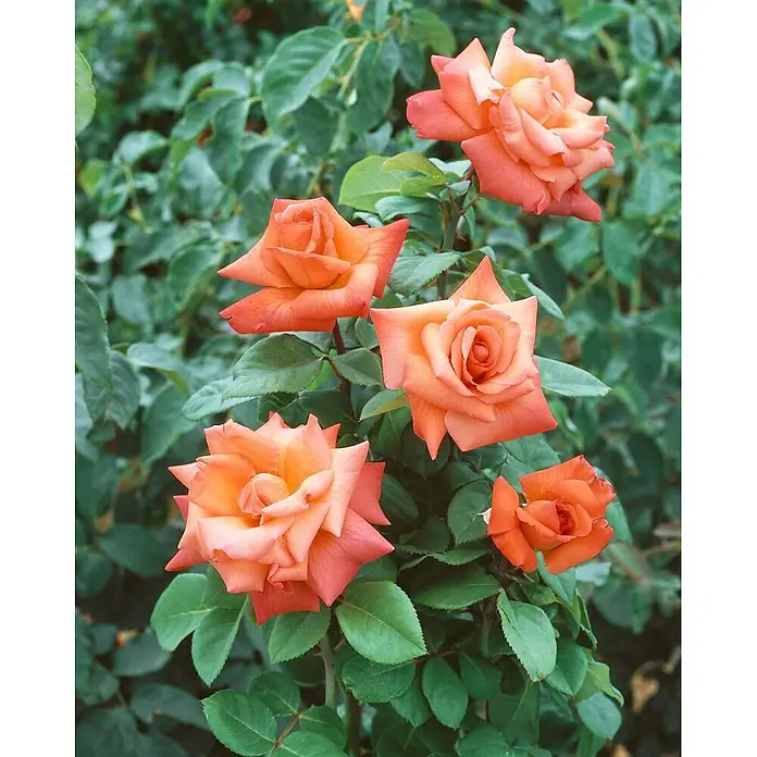 Pflanzen für dich Edelrose 3-5 Liter - Rosa 'Christoph Columbus', Orange - Mehrere leuchtend orangefarbene und korallenrote Rosen blühen an einer Pflanze und zeigen verschiedene Blütenstadien.
