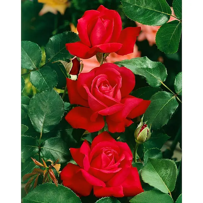 Pflanzen für dich Edelrose 3-5 Liter - Rosa 'Dame de Coeur', Rot - Drei rote Rosen mit Knospen blühen zwischen grünen Blättern.