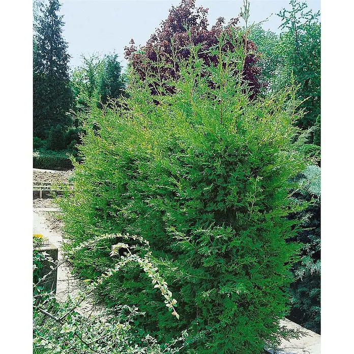 Pflanzen für dich Leyland-Zypresse 60-80 cm - Cupressocyparis leylandii 'Typ 2001', Aktuelle Wuchshöhe: 60 cm - 80 cm - Üppiger grüner Lebensbaum, ein reifer immergrüner Nadelbaum, steht hoch in einer lebendigen Gartenlandschaft.