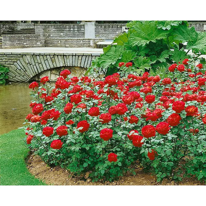 Pflanzen für dich Edelrose 3-5 Liter - Rosa 'Dame de Coeur', Rot - Üppig blühende rote Rosen in einem Gartenbeet am Teich mit Steinbrücke.