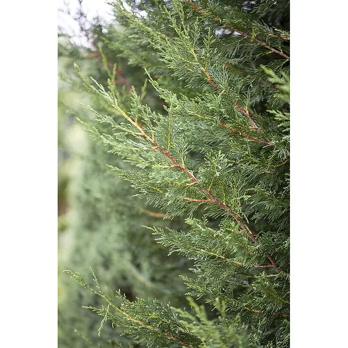Pflanzen für dich Leyland-Zypresse 125-150 cm - Cupressocyparis leylandii, Aktuelle Wuchshöhe: 125 cm - 150 cm - Nahaufnahme von leuchtend grünem, schuppenförmigem Nadelwerk einer Konifere mit rotbraunen Stielen.