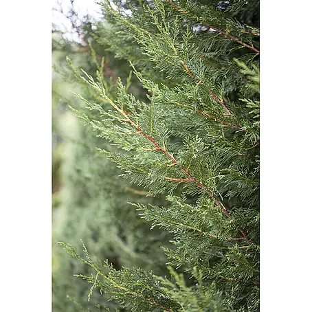 Pflanzen für dich  Leyland-Zypresse 60-80 cm