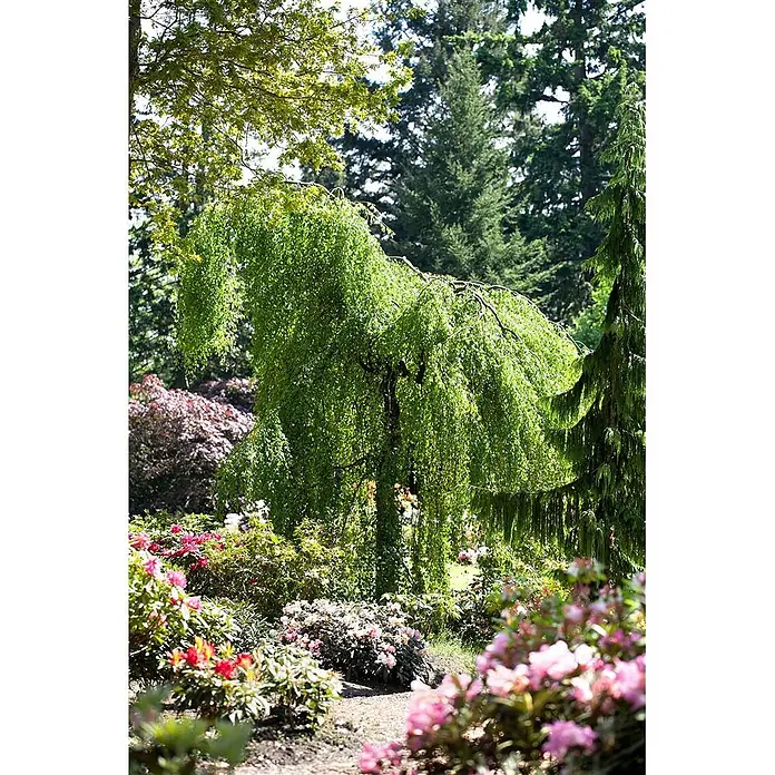 Pflanzen für dich Trauerbirke 125-150 cm - Betula pendula - Üppige Gartenlandschaft mit einem großen Trauerbaum mit hellgrünem Laub, umgeben von leuchtend rosa und roten Blütenbüschen.