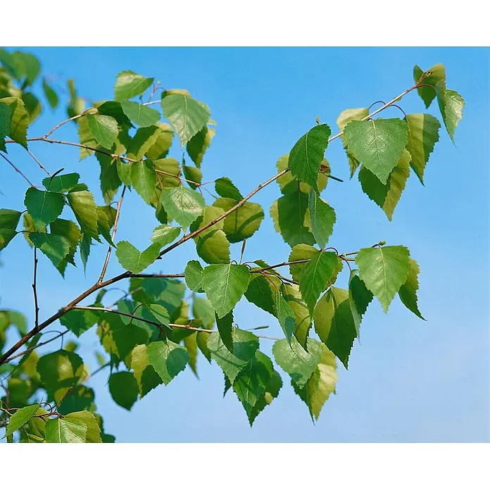 Pflanzen für dich Trauerbirke 125-150 cm - Betula pendula - Nahaufnahme von leuchtend grünen Birkenblättern an dünnen Ästen vor klarem blauem Himmel.