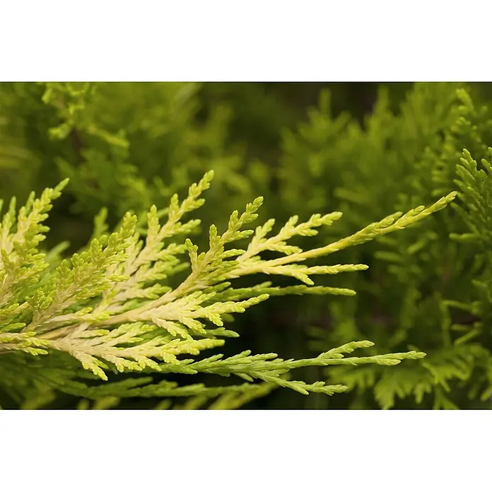 Pflanzen für dich Leyland-Zypresse 125-150 cm - Cupressocyparis leylandii, Aktuelle Wuchshöhe: 125 cm - 150 cm - Nahaufnahme von hellem, fein strukturiertem, hellgrünem und gelbgrünem Pflanzenlaub.