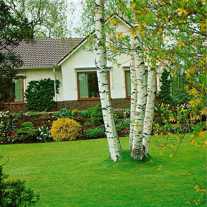 Pflanzen für dich Trauerbirke 125-150 cm - Betula pendula - Weißes Haus mit braunem Dach in einem üppigen Garten, mit grünem Rasen, bunten Blumenbeeten und weißen Birken.