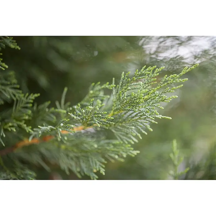 Pflanzen für dich Leyland-Zypresse 125-150 cm - Cupressocyparis leylandii, Aktuelle Wuchshöhe: 125 cm - 150 cm - Nahaufnahme eines lebhaft grünen Koniferenzweigs mit strukturierten, schuppenartigen Blättern und frischem Austrieb.