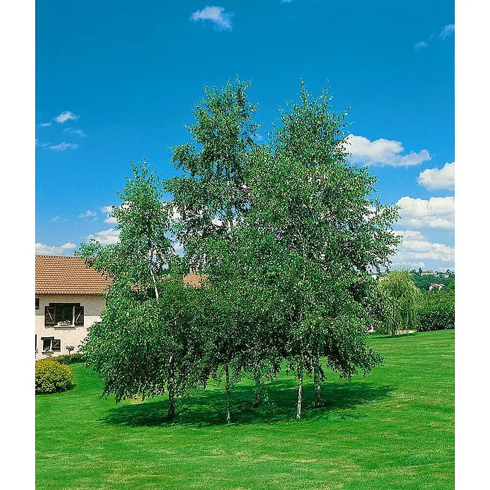 Pflanzen für dich Trauerbirke 125-150 cm - Betula pendula - Mehrere Birken mit lebhaftem Laub stehen in einem Landschaftsgarten, mit einem Haus in der Nähe unter blauem Himmel.
