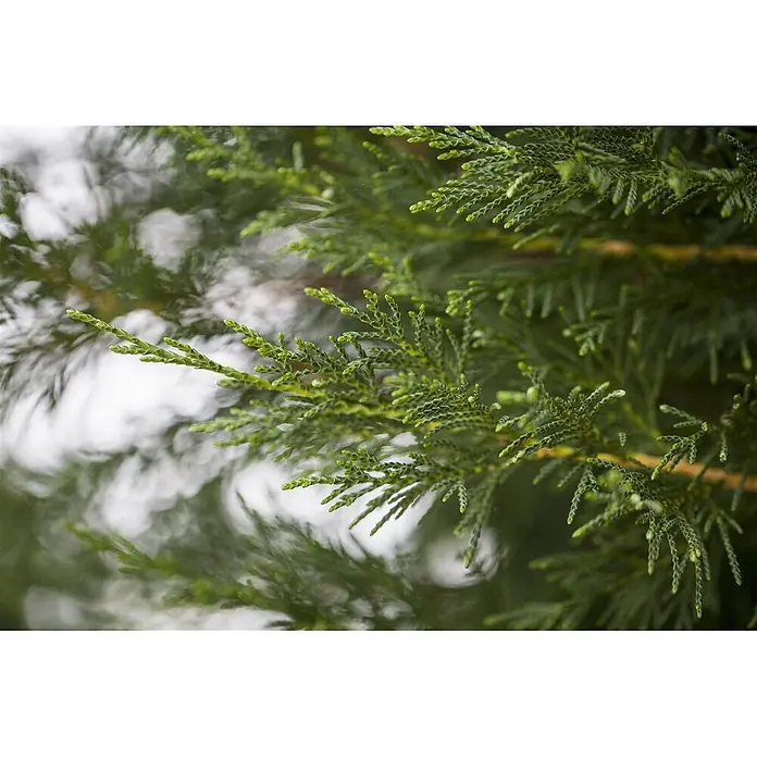 Pflanzen für dich Leyland-Zypresse 125-150 cm - Cupressocyparis leylandii, Aktuelle Wuchshöhe: 125 cm - 150 cm - Nahaufnahme von leuchtend grünen Koniferenzweigen mit zarten, schuppenförmigen Blättern.