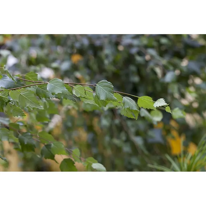 Pflanzen für dich Trauerbirke 125-150 cm - Betula pendula - Grüne Blätter an einem dünnen Ast, Teil eines Baumes.