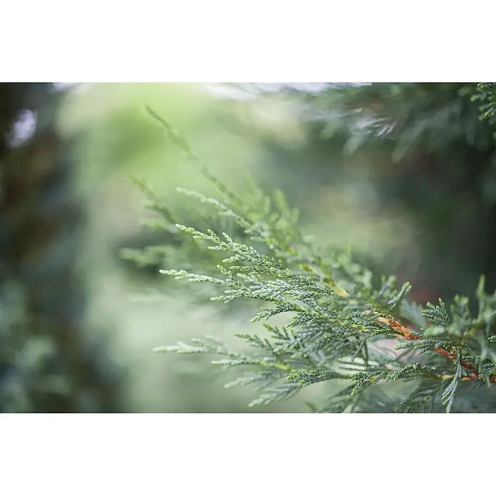 Pflanzen für dich Leyland-Zypresse 125-150 cm - Cupressocyparis leylandii, Aktuelle Wuchshöhe: 125 cm - 150 cm - Grüner Nadelbaumzweig mit texturierten, schuppenartigen Blättern.