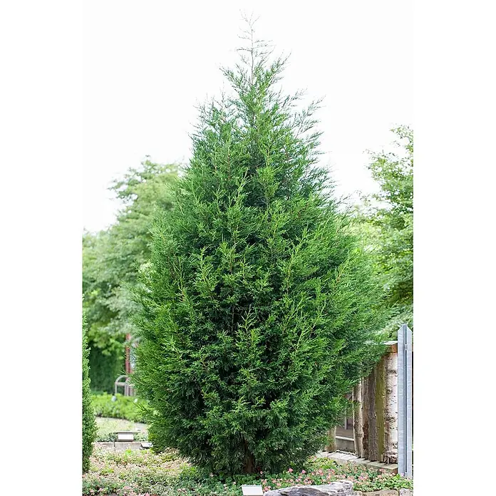 Pflanzen für dich Leyland-Zypresse 125-150 cm - Cupressocyparis leylandii, Aktuelle Wuchshöhe: 125 cm - 150 cm - Dichte, kegelförmige immergrüne Konifere mit hellgrünem Laub, ideal für Gartenanpflanzung.