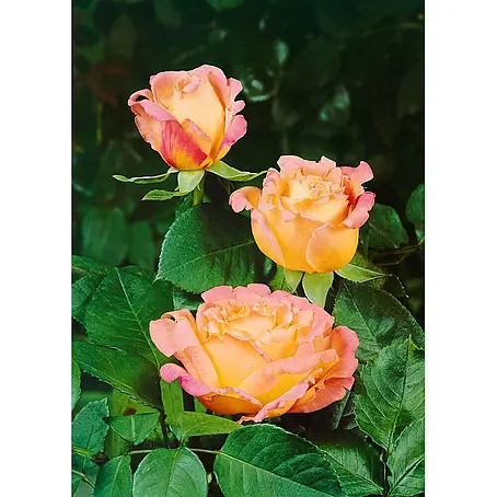 Pflanzen für dich  Edelrose 3-5 Liter