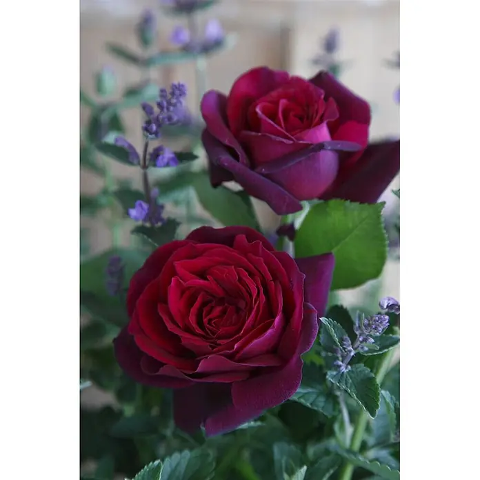 Pflanzen für dich Edelrose 5-7,5 Liter - Rosa 'Gräfin Diana', Rot - Zwei dunkelrote Rosen in voller Blüte, umgeben von kleinen lila Blüten und grünem Laub.