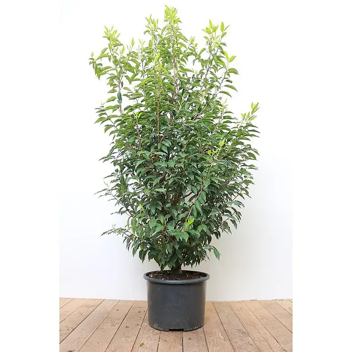 Pflanzen für dich Portugiesische Lorbeerkirsche 125-150 cm - Prunus lusitanica 'Angustifolia', Aktuelle Wuchshöhe: 125 cm - 150 cm - Eine lebhafte grüne Blattpflanze in einem dunkelgrauen Kunststofftopf.
