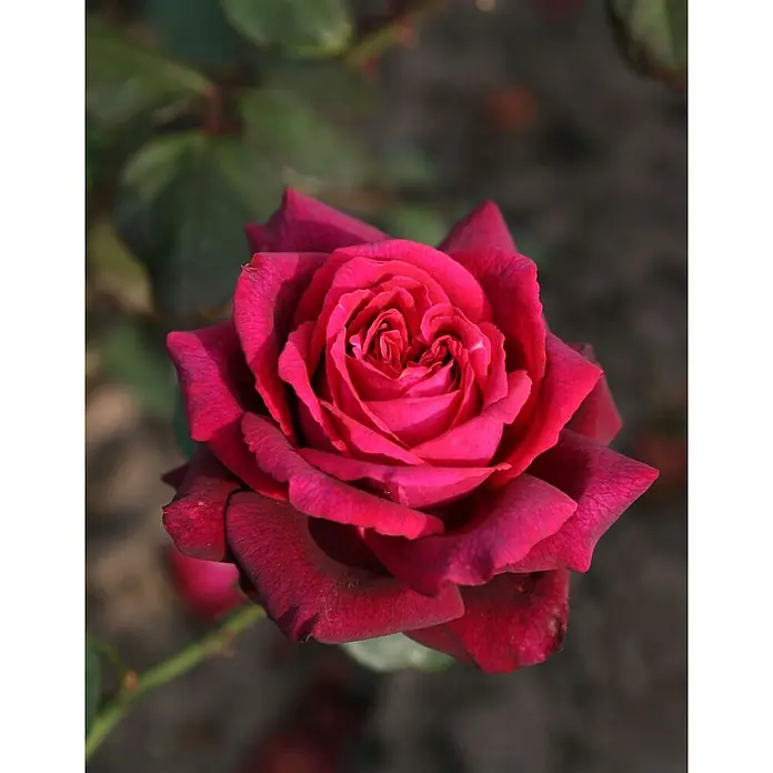 Pflanzen für dich Edelrose 5-7,5 Liter - Rosa 'Gräfin Diana', Rot - Nahaufnahme einer leuchtenden, dunkelrosa bis tiefroten Rose in voller Blüte.