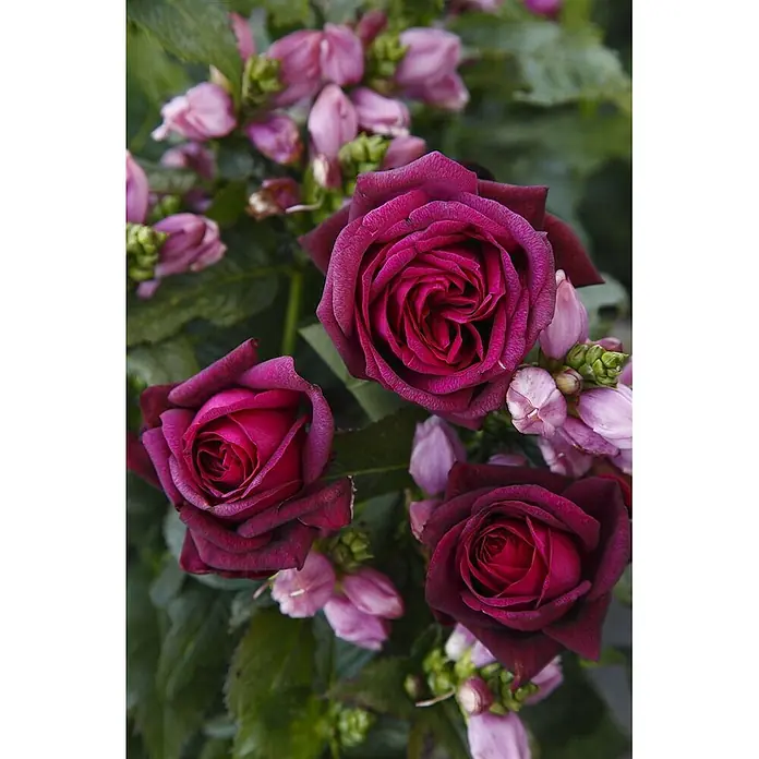 Pflanzen für dich Edelrose 5-7,5 Liter - Rosa 'Gräfin Diana', Rot - Nahaufnahme von drei leuchtenden dunkelrosa Rosen, die zwischen helleren rosa Blütenknospen und grünen Blättern blühen.