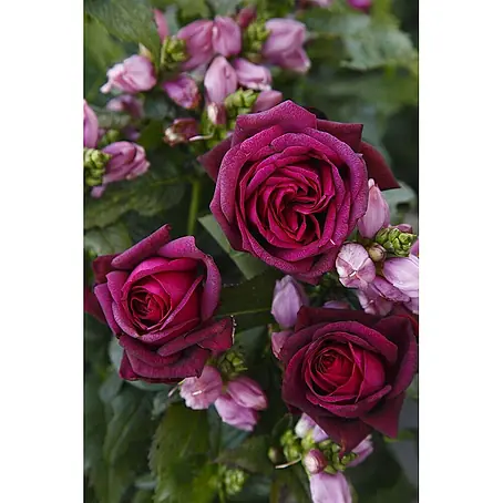 Pflanzen für dich  Edelrose 5-7,5 Liter