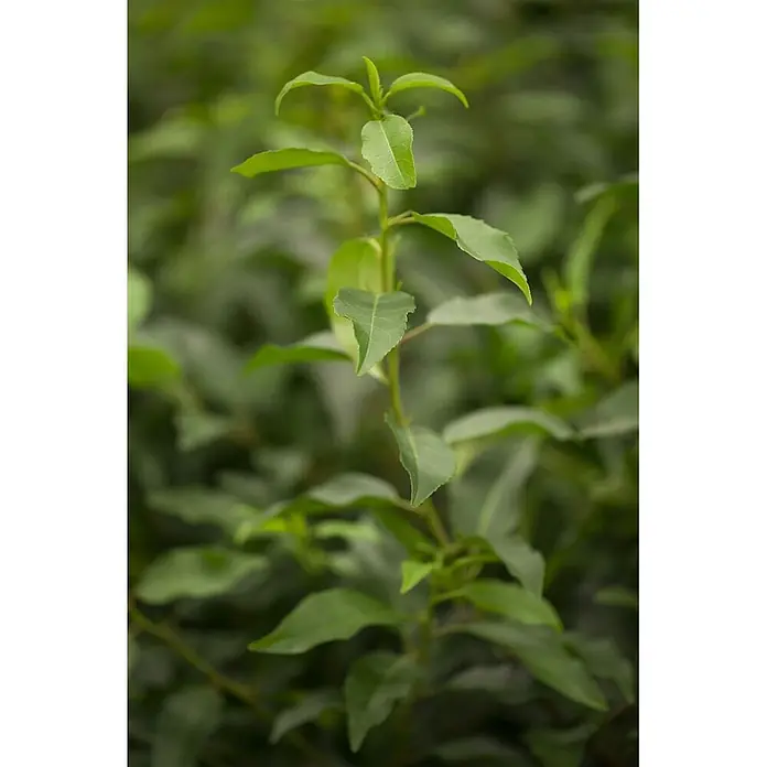 Pflanzen für dich Portugiesische Lorbeerkirsche 40-60 cm - Prunus lusitanica 'Angustifolia', Aktuelle Wuchshöhe: 40 cm - 60 cm - Grüner Pflanzenstiel mit zahlreichen frischen Blättern.