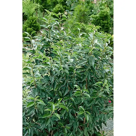 Pflanzen für dich  Portugiesische Lorbeerkirsche 60-80 cm