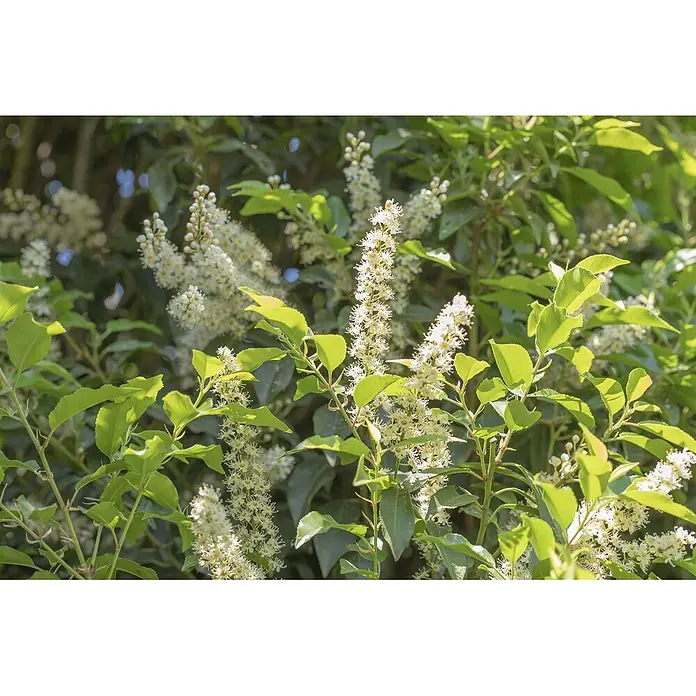 Pflanzen für dich Portugiesische Lorbeerkirsche 40-60 cm - Prunus lusitanica 'Angustifolia', Aktuelle Wuchshöhe: 40 cm - 60 cm - Blühende Pflanze mit weißen Blüten und leuchtend grünen Blättern im Sonnenlicht.