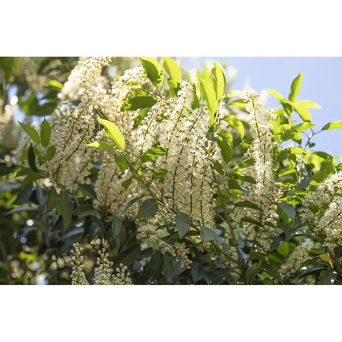 Pflanzen für dich Portugiesische Lorbeerkirsche 40-60 cm - Prunus lusitanica 'Angustifolia', Aktuelle Wuchshöhe: 40 cm - 60 cm - Blühender Kirschlorbeer mit zahlreichen aufrechten Rispen kleiner weißer Blüten und glänzenden grünen Blättern im Sonnenlicht.