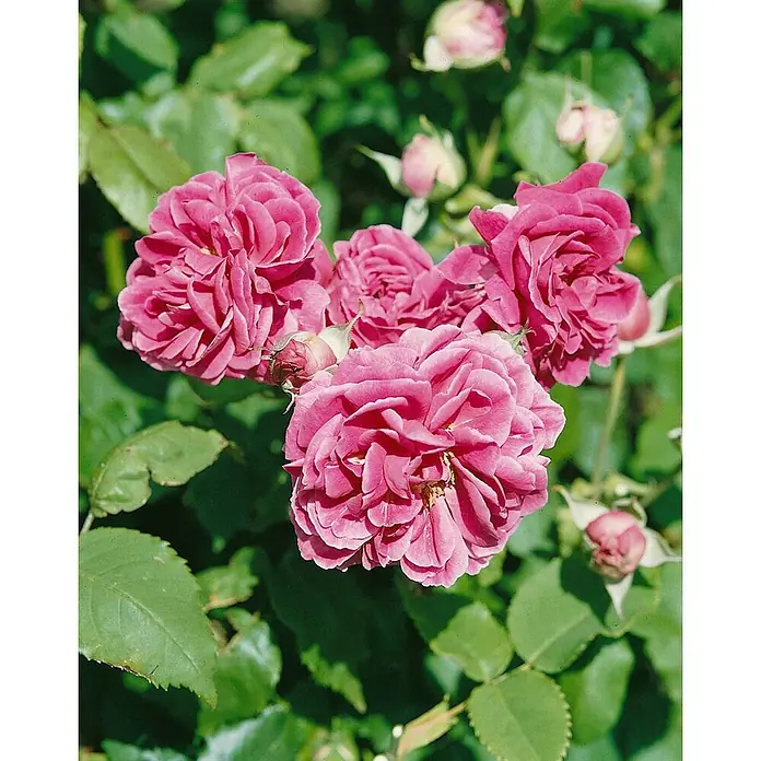 Pflanzen für dich Edelrose 5-7,5 Liter - Rosa 'Camelot', Rosa - Mehrere leuchtend pinke Rosen in voller Blüte, mit einigen sichtbaren Knospen.