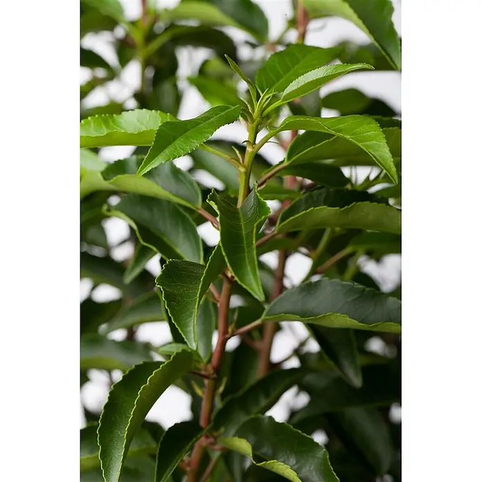 Pflanzen für dich Portugiesische Lorbeerkirsche 40-60 cm - Prunus lusitanica, Aktuelle Wuchshöhe: 40 cm - 60 cm - Nahaufnahme einer lebendigen Grünpflanze mit rötlich-braunen Stielen und gezackten Blättern.