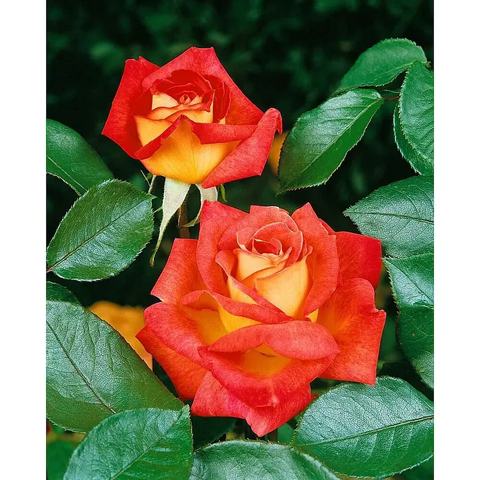 Pflanzen für dich Edelrose 3-5 Liter - Rosa 'Monica', Orange - Zwei leuchtende rot-gelbe zweifarbige Rosen mit geöffneten Blütenblättern.