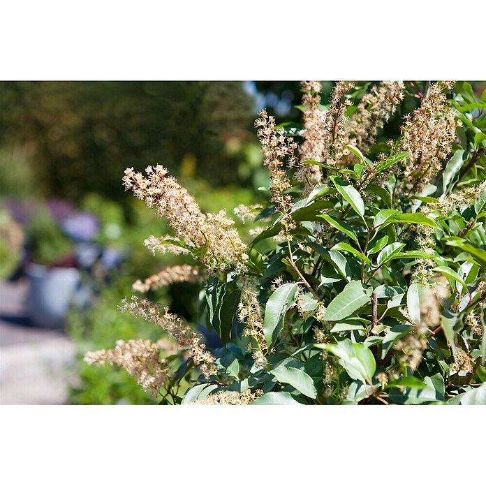 portugiesischer kirschlorbeer stecklinge Jetzt Portugiesischer Kirschlorbeer 'Angustifolia' online kaufen bei  Bohlken Pflanzenversand  Bohlken Pflanzenversand GbR
