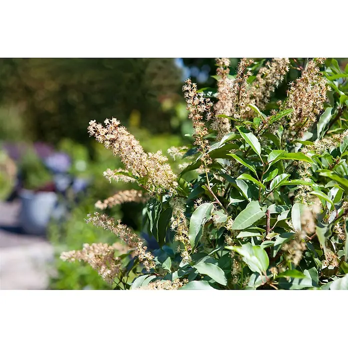 Pflanzen für dich Portugiesische Lorbeerkirsche 40-60 cm - Prunus lusitanica, Aktuelle Wuchshöhe: 40 cm - 60 cm - Ein blühender Strauch mit Büscheln blasser, sternförmiger Blüten und leuchtend grünen Blättern.