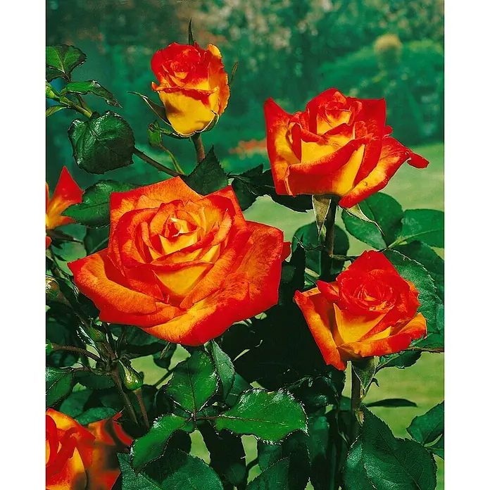 Pflanzen für dich Edelrose 3-5 Liter - Rosa 'Monica', Orange - Lebendige, zweifarbige orange-gelbe Rosen blühen an einem Strauch mit grünen Blättern.