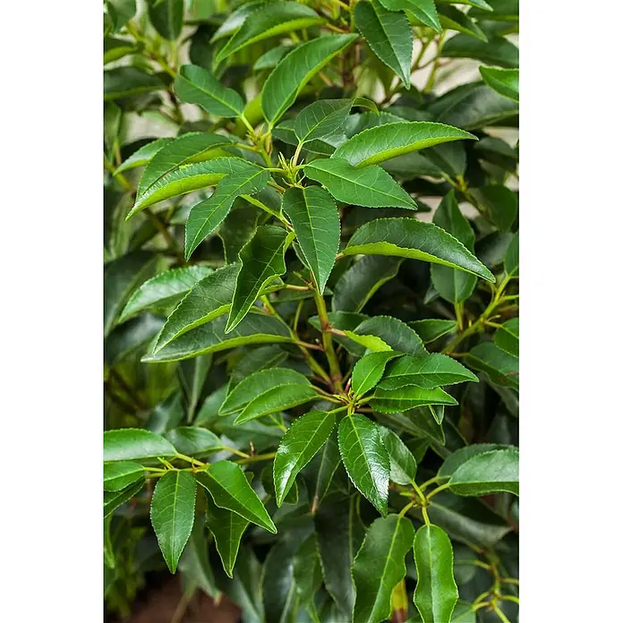 Pflanzen für dich Portugiesische Lorbeerkirsche 40-60 cm - Prunus lusitanica, Aktuelle Wuchshöhe: 40 cm - 60 cm - Lebendige grüne Pflanze mit glänzenden Blättern.