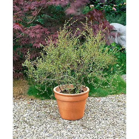 Pflanzen für dich  Trauerbirke 30-40 cm
