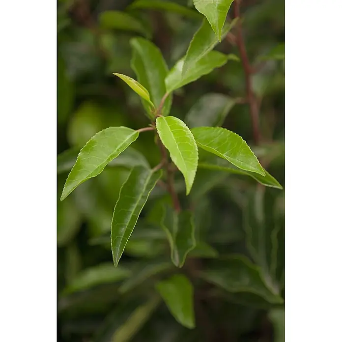 Pflanzen für dich Portugiesische Lorbeerkirsche 40-60 cm - Prunus lusitanica, Aktuelle Wuchshöhe: 40 cm - 60 cm - Nahaufnahme von frischen, leuchtend grünen Blättern an rötlich-braunen Stielen mit feiner Äderung.
