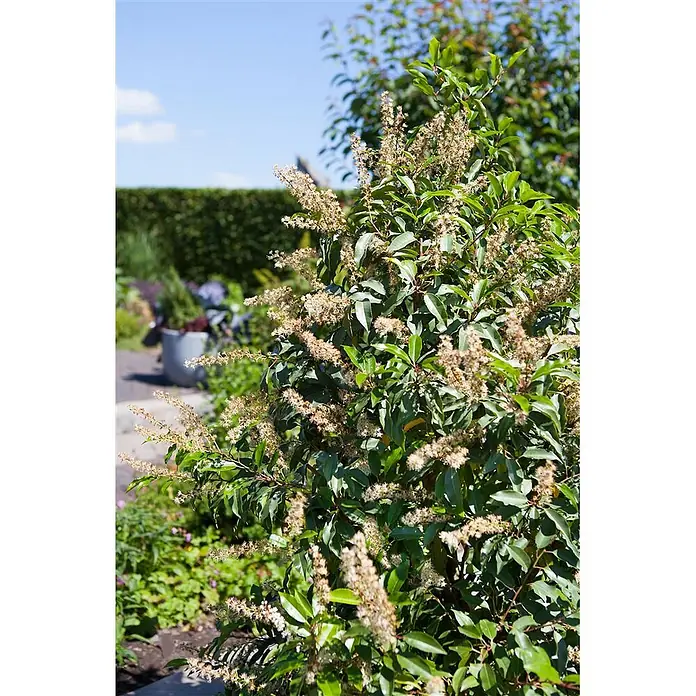 Pflanzen für dich Portugiesische Lorbeerkirsche 40-60 cm - Prunus lusitanica, Aktuelle Wuchshöhe: 40 cm - 60 cm - Grünblättriger Strauch mit zahlreichen hellen Blütenbüscheln in einem sonnigen Garten.