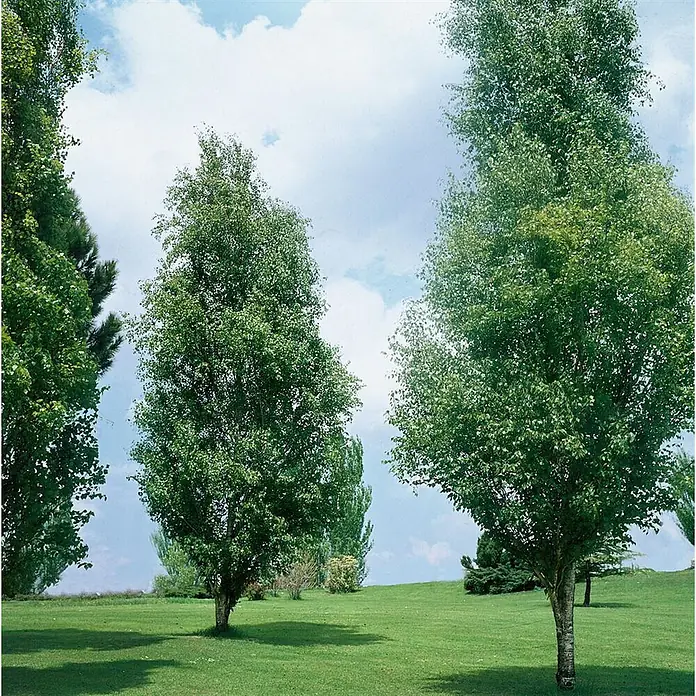 Pflanzen für dich Trauerbirke 150-200 cm - Betula pendula 'Fastigiata' - Drei hohe, grünblättrige Bäume mit hellen Stämmen in einem sonnigen, grasbewachsenen Park.
