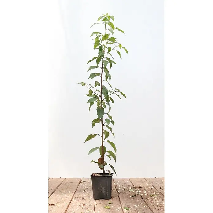 Pflanzen für dich Portugiesische Lorbeerkirsche 60-80 cm - Prunus lusitanica 'Angustifolia', Aktuelle Wuchshöhe: 60 cm - 80 cm - Kleine Pflanze mit grünen Blättern im schwarzen Topf.