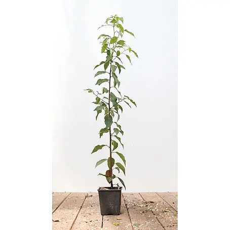 Pflanzen für dich  Portugiesische Lorbeerkirsche 60-80 cm