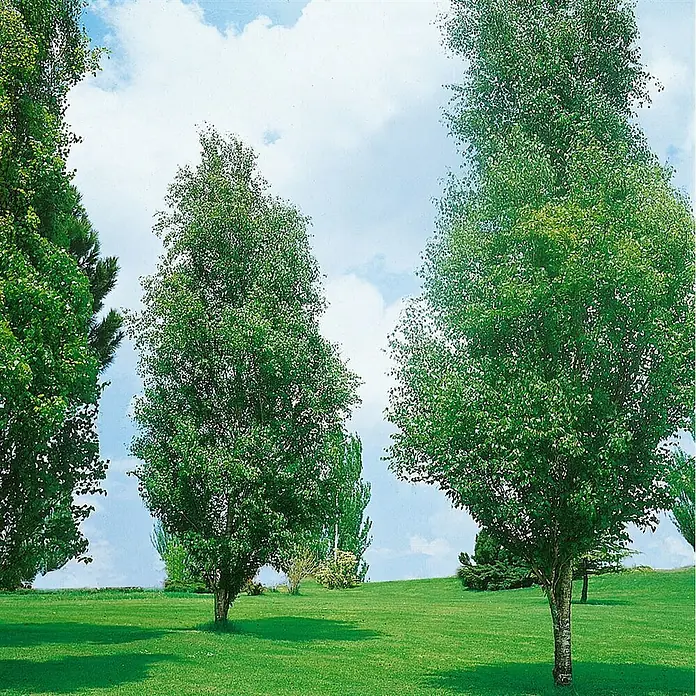Pflanzen für dich Trauerbirke 150-200 cm - Betula pendula 'Fastigiata' - Mehrere üppige grüne Bäume stehen hoch in einem gepflegten Rasen unter blauem Himmel mit Wolken, was eine friedliche Parklandschaft schafft.