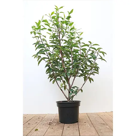 Pflanzen für dich  Portugiesische Lorbeerkirsche 40-60 cm