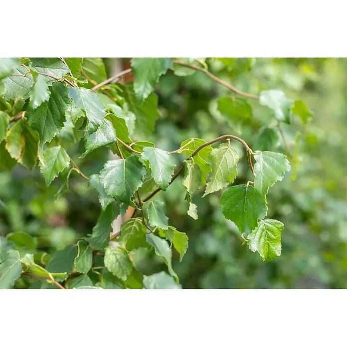 Pflanzen für dich Trauerbirke 150-200 cm - Betula pendula 'Fastigiata' - Nahaufnahme von leuchtend grünen Blättern an schlanken Ästen, die frisches Laub zeigen.