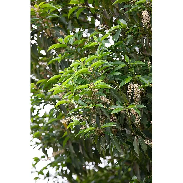 Pflanzen für dich Portugiesische Lorbeerkirsche 60-80 cm - Prunus lusitanica 'Angustifolia', Aktuelle Wuchshöhe: 60 cm - 80 cm - Üppiges grünes Laub eines Baumes oder Strauchs mit kleinen, hellen Blüten zwischen den Blättern.