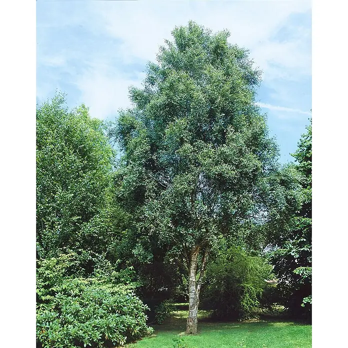 Pflanzen für dich Trauerbirke 150-200 cm - Betula pendula 'Fastigiata' - Ein hoher Baum mit grünen Blättern und hellem Stamm in einem grasbewachsenen Garten.
