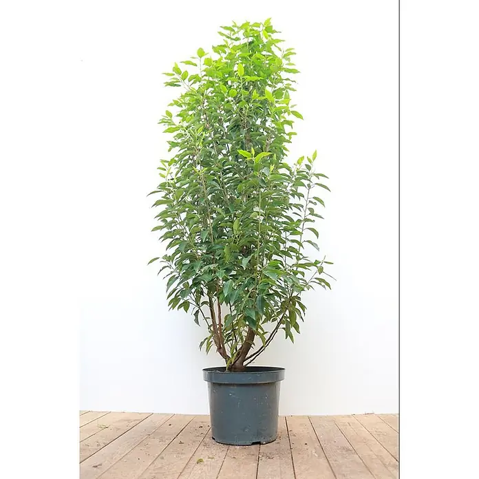 Pflanzen für dich Portugiesische Lorbeerkirsche 100-125 cm - Prunus lusitanica 'Angustifolia', Aktuelle Wuchshöhe: 100 cm - 125 cm - Eine hohe, belaubte Grünpflanze in einem dunkelgrauen Plastiktopf.